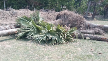 পটুয়াখালী, কলাপাড়া, এলজিইডি, তাল গাছ, বন বিভাগ,