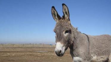 donkey.jpg