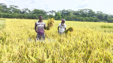 বরগুনা, বোরো চাষ, লবণাক্ত জমি, বাংলাদেশ ধান গবেষণা ইনস্টিটিউট, ব্রি,