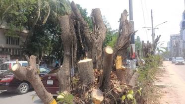 গাছ কাটা.jpg