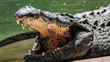 কেনেডি নদীতে একটি অতিকায় কুমীরের দেহের অভ্যন্তরে ৬৫ বছর বয়সী জেলে কেভিন দারমোদির মরদেহের অংশবিশেষ খুঁজে পাওয়া যায়। ছবি: এএফপি