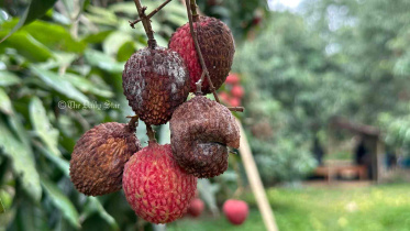 গরমে নষ্ট হচ্ছে লিচু