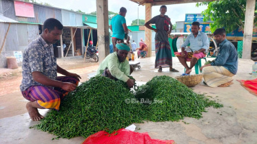 কাঁচা মরিচ