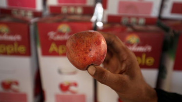 রপ্তানি, আপেল, নেপাল, ভারত, হিমাচল,