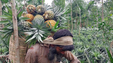 মধুপুরের আনারস