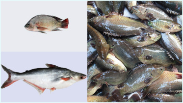 পাঙাশ তেলাপিয়া কই-ki.jpg