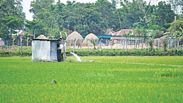 আমনের খেতে সেচ.jpg