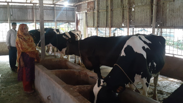 একটি গাভী থেকে সফল খামারি রফিকুল-শিউলী দম্পতি