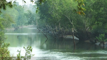 পর্যটকদের জন্য খুলছে সুন্দরবন