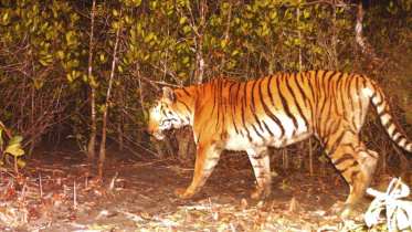 সুন্দরবনের বাঘ
