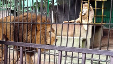 জাপানের তোহোকু সাফারি পার্কে সিংহ। ফাইল ছবি: সংগৃহীত