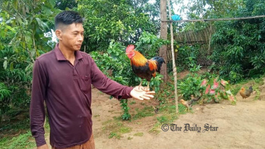 বনমোরগের সন্ধানে