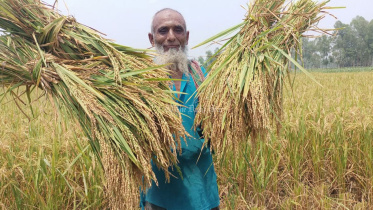 ধান উৎপাদন.jpg