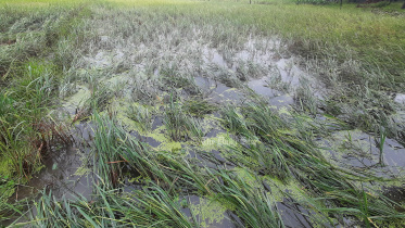 ঘূর্ণিঝড় মিধিলি