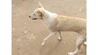 কুকুর হত্যা