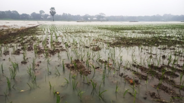 তলিয়ে গেছে পেঁয়াজের খেত