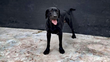 ডগ স্কোয়াড