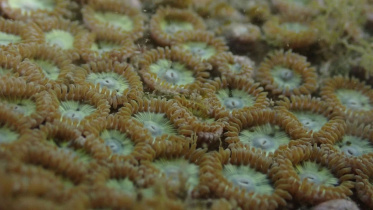 মৃত প্রবাল পলিপ