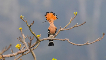 কথিত আছে যে পশু-পাখির ভাষা বুঝতে পারা নবীমহামতি হজরত সোলায়মান (আ.)- এর সভাসদ ছিল এক হুদহুদ। রাজা সোলায়মানের সাহচর্যে থেকে মানুষের ভাষা আয়ত্ব করে নিয়েছিল রাজকীয় এই পাখি। 