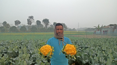 রঙিন ফুলকপি