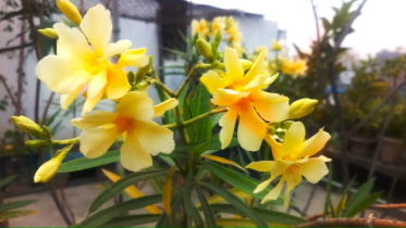 হলুদ করবী.jpeg