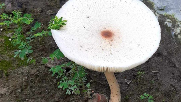 মাশরুমের উপকারিতা