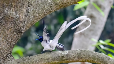 asian_paradise_flycatcher_5.jpg