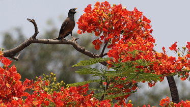 সেই এপ্রিলের শুরু থেকে দেশজুড়ে টানা তাপপ্রবাহের ভেতর দিনের বেলায় এমনিতেই আকাশ থেকে আগুনের গুঁড়ো ঝরে পড়ার বোধ হচ্ছে। 