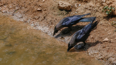 আজ সর্বোচ্চ তাপমাত্রা ৪২ দশমিক ৬ ডিগ্রি, গরম কমবে কবে জানাল আবহাওয়া অধিদপ্তর