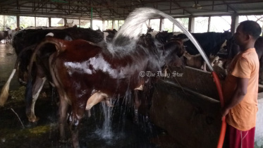 তীব্র তাপদাহ: দুধ উৎপাদন কমেছে ২৫ শতাংশ, খরচ বেড়েছে ১০-১৫ শতাংশ