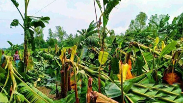 যশোর ফসল