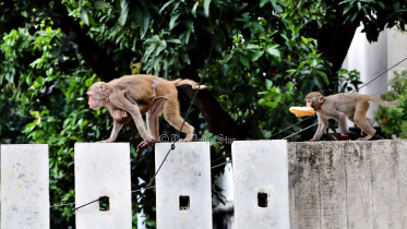 পুরান ঢাকার ভূতের গল্লির চানমিঞা যে বান্দরের দুধ খাওয়া পোলা ছিল, সে ব্যাপারে নিঃসন্দেহ ছিলেন প্রতিবেশী মিসেস জোবেদা রহমান। তাই কোনো কারণে চানমিঞার প্রসঙ্গ উঠলে তিনি এই ব্যতিক্রমী ঘটনাটি তার কাছেপিঠে আসা কাউকে জানাতে ভুলতেন না। 