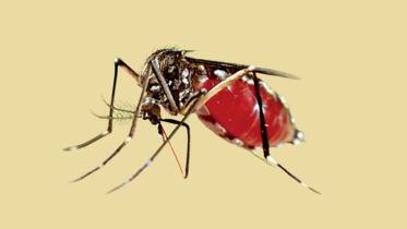 dengue_7sep24.jpg