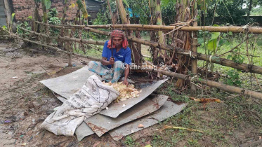 পুনর্বাসন সাহায্য অপর্যাপ্ত, ফেনীতে গো-খাদ্যের তীব্র সংকট
