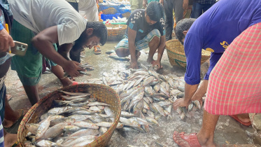 চাঁদপুর ইলিশ