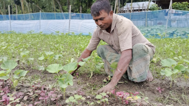 lalmonirhat_vegetables_damage-01.jpg