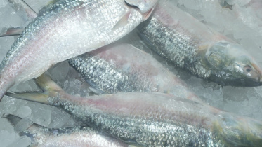 hilsa-3.jpg