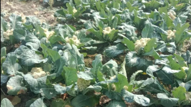 cauliflower_meherpur_3jan24.jpg