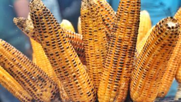 ভুট্টার উপকারিতা