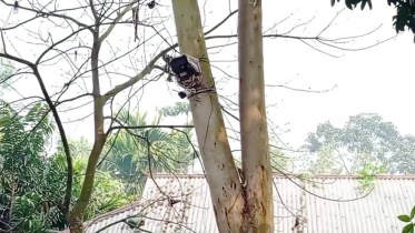 সীমান্তে সিসি ক্যামেরা