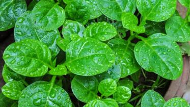 পুঁইশাকের উপকারিতা