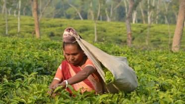 চা শ্রমিক