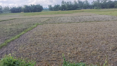 লালমনিরহাট 