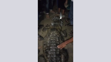 crocodile_8nov25.jpg