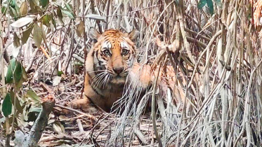 tiger-sundarban.jpg
