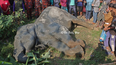 sylhet_elephant_19jan26.jpg