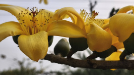 ছবি: মিন্টু দেশোয়ারা/ স্টার