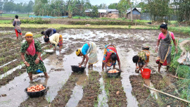 ছবি: স্টার।
