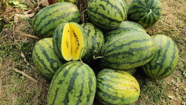 হলুদ তরমুজ। ছবি: সংগৃহীত