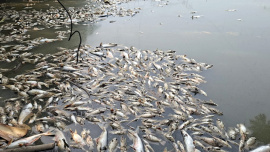 faridpur-Fish